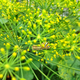 Image for article titled 75 Close-Ups Of Bugs